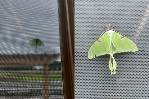2 images side by side. On left, a luna moth can be seen outside through a window, thoe visibility is diminished. On the right, the moth stand on what looks to be a pretty solid barrier