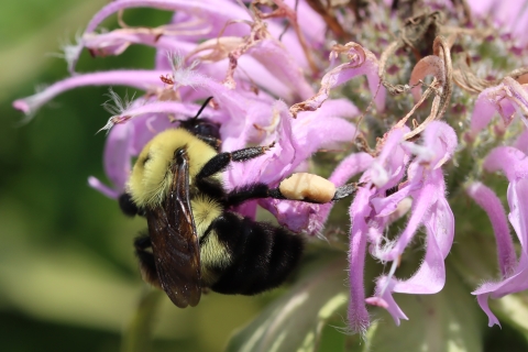 Close up of a yellow and black bumblebee clinging upside down to light purple tubular flowers with a blurred background of green vegetation.