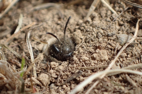 a bee's head coming out of the dirt