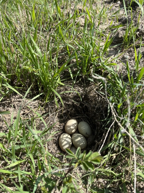 five duck eggs in a nest on the ground