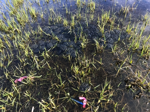 Dark masses of jellied eggs blend against dark water in a shallow wetland with young spears of sedge and a couple of hot pink flags marking the site.