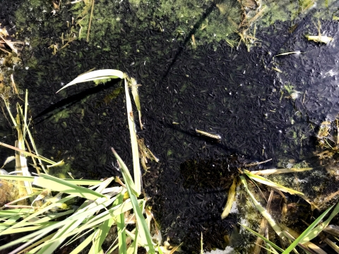 Overhead view of a dark mass of small tadpoles so thick in the water that nothing can be seen below them.
