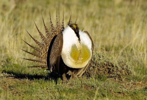 Image of a male greater sage-grouse in a field. 