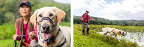 Left image: a close up of a yellow lab smiling with her tongue out. She has a metal gridded muzzle. Her trainer can be seen behind her. Image 2: A woman in a pink short, brown vest, tan pants and boot gaiters walks a yellow lab next to a flooded taro patch. 