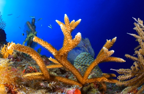 underwater image of colorful coral and saltwater fish.