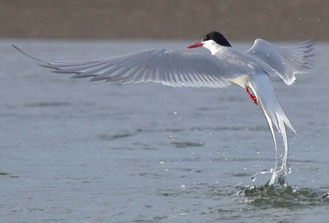 An arctic tern -- black head, reddish beak -- launches into flight from lagoon water.