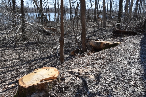 A fresh-cut tree stump lies next to standing trees along a river or lake.