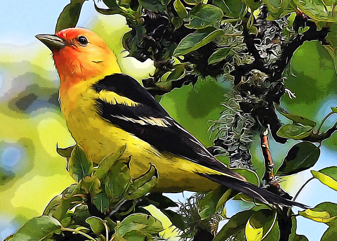 Artistic photo of western tanager sitting on a branch with green leaves in the background.