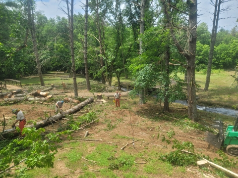 Felling and bucking down and dangerous trees