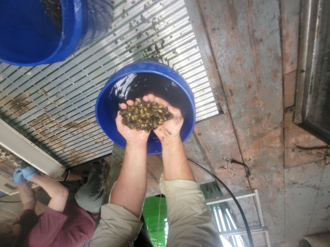 2023 Dale Hollow Mussel inventory, collecting round hickorynut cages