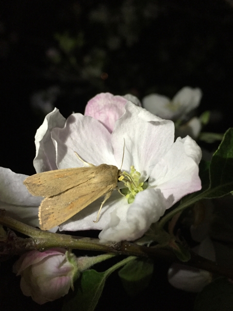 A small light brown moth pollinating a light pink, nearly white, rose at night.