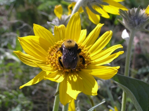Close up of a yellow flower with a bee in the middle