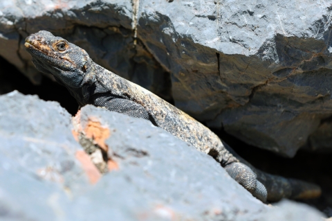 a large lizard in rocks