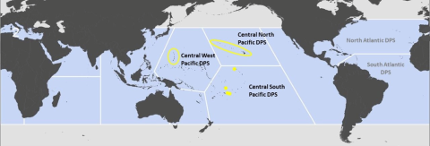 A map of the world showing the areas in the Pacific being proposed for green sea turtle critical habitat