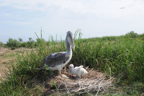 Pelican mother with chick