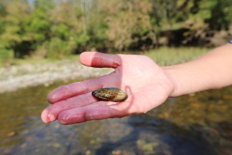 A small freshwater mussel in an outstretched hand