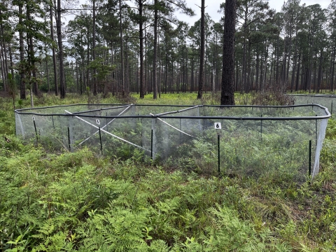 Chain link fence structure in the middle of a pine forest surrounded by ferns. 