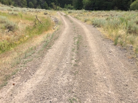 Dirt road free of tall vegetation or debris