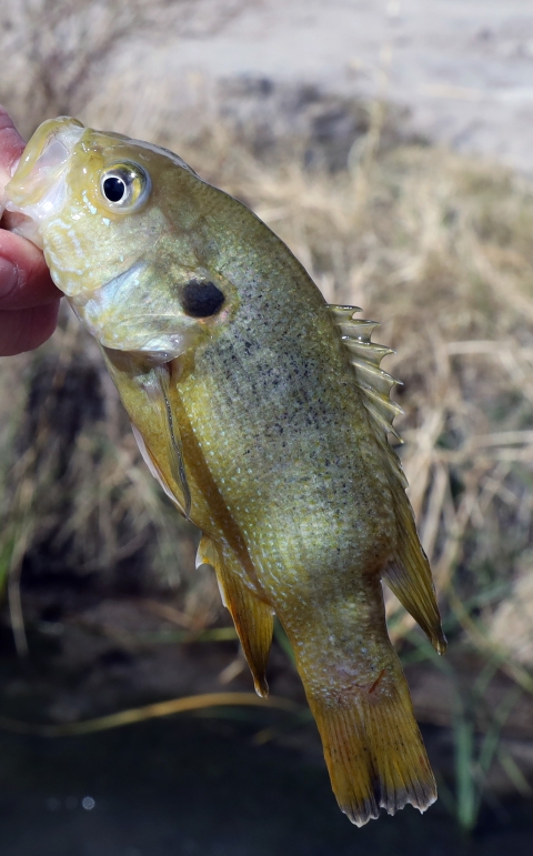 green sunfish is displayed out of the water. The fish is yellow green with black sun-like shape near its head.