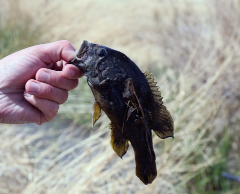 Hand of person holding fish with black debris on it.
