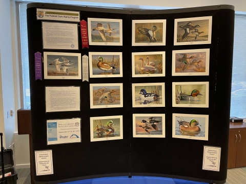 Duck Stamp Art Entries on Exhibit from the 2022 Federal Duck Stamp Contest