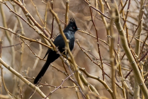 a black bird sitting on a branch surrounded by other brances