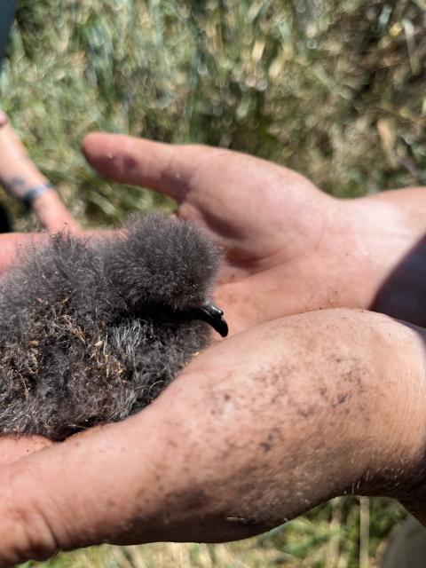A fuzzy brown chick rests in two hands bearing traces of soil. 
