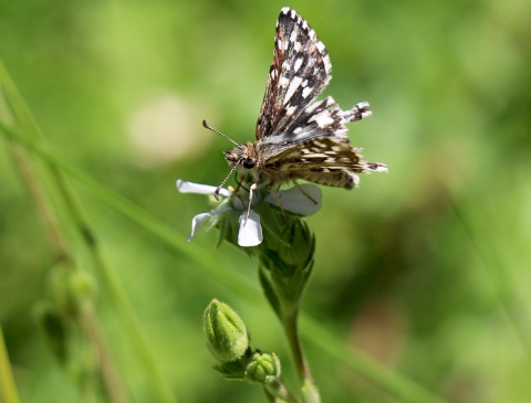 brown butterfly with white spots sits on plant with white flower
