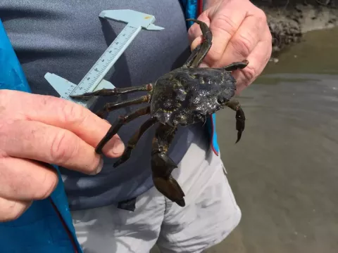 Picture of a biologist measuring an invasive green crab