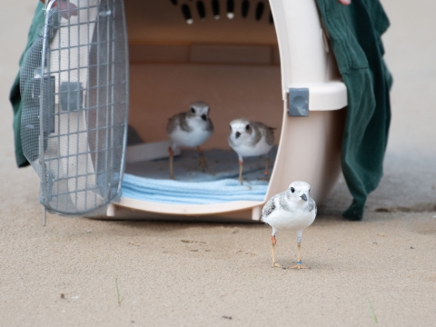 Piping plover chicks with leg bands are released from an animal transportation carrier