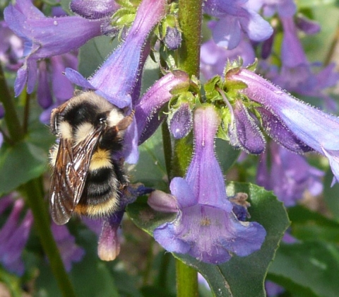 A bee can be seen close-up on a purple flower