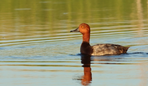 A duck with a red head and neck swims in flat water.