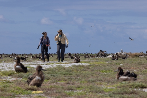 Members of the Non-Target Shorebird team surveys the islands for Shorebirds. The goal is to make Eastern Island the shorebird island of choice while bait is on the ground at Sand Island.