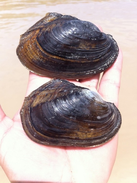 Salina mucket mussel