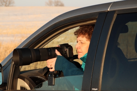Employee photographing wildlife from vehicle
