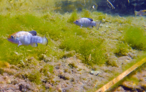 Blue-colored fish underwater with bright green algae.