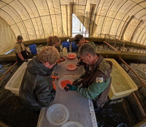 Staff and volunteers spawning rainbow trout at Erwin National Fish Hatchery.