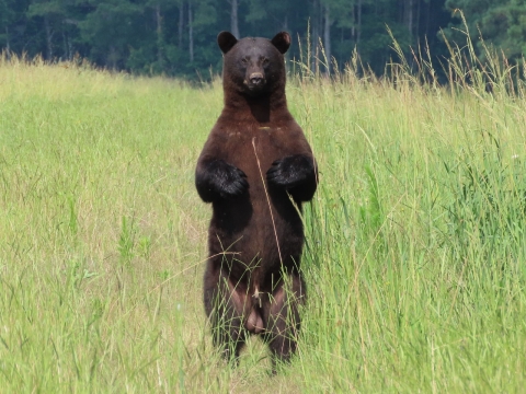 American black bear standing tall on hind feet in a field of green grass