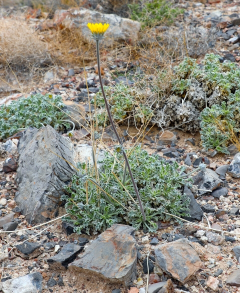 a yellow flower on rocky soil