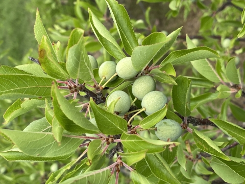 beach plums growing on tree