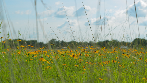 A meadow of black-eyed susans blooming in a prairie