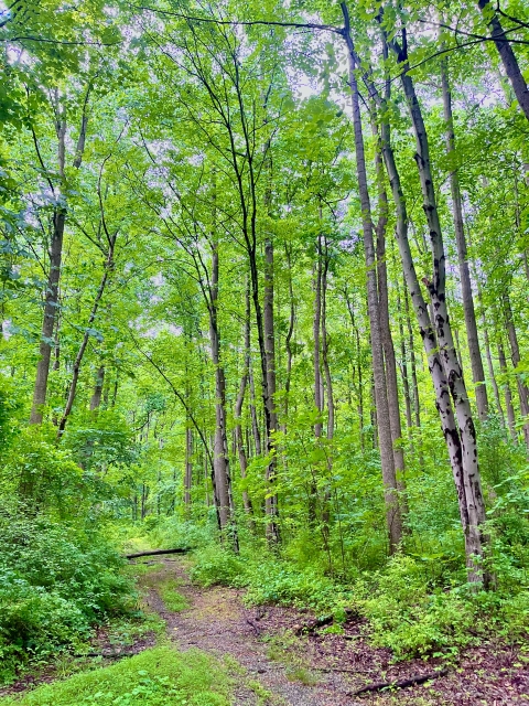 A trail leads through a forest of deciduous trees and shrubs.