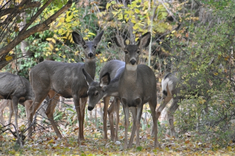 A group of white-tailed deer does and fawns stand together in the brush under a stand of trees.