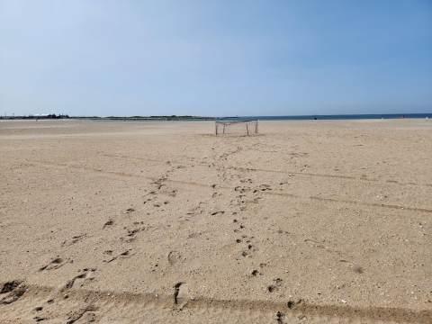 Human footprints in the sand on a beach lead toward a circle of fencing surrounding a shorebird nest