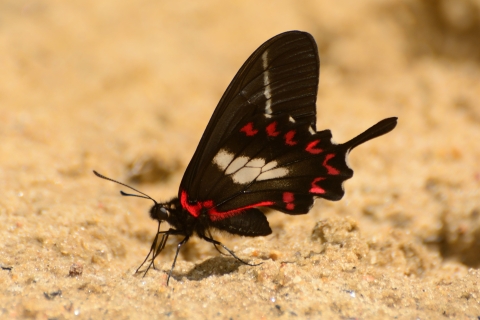 black butterfly with white and rose-red markings on ground