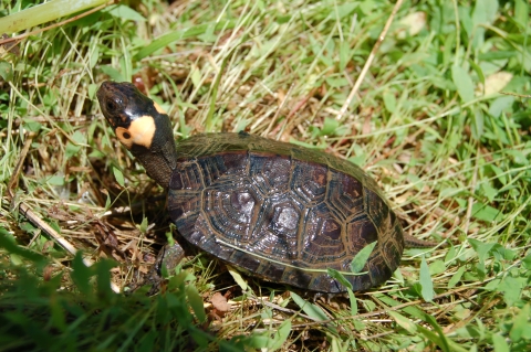 Juvenile bog turtle