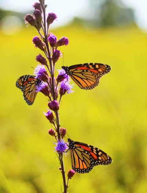 Three adult monarch butterflies feed on the nectar of a blazing star plant. The purple flowers from the blazing star stand out against the blurred golden background filled with prairie grasses.
