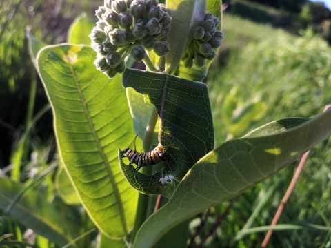 Four large leaves from a milkweed plant are shown along with one cluster of flower buds. A black, white, and yellow striped monarch caterpillar feasts on one of the leaves, having consumed approximately one third of the leaf. In the background are green prairie grasses.