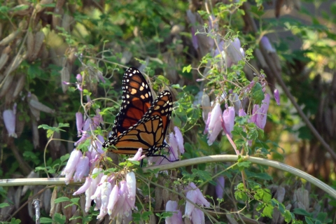 monarch butterfly on purple flowering plant