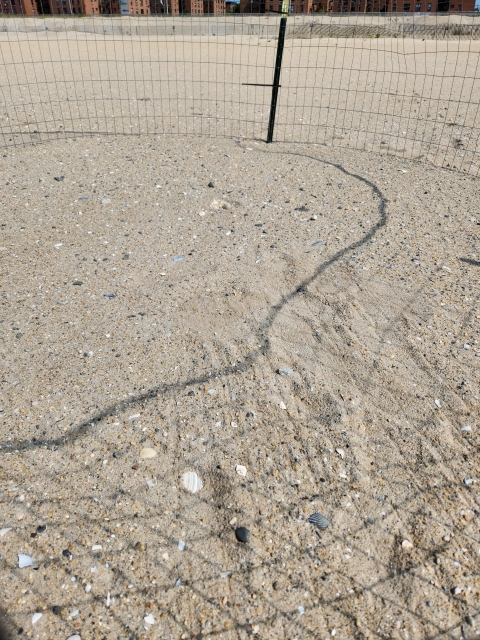 Sand inside a circle of wire fencing on a beach shows imprints from where the fence was pushed down
